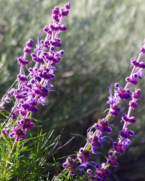 Woolly Blue Curls, Romero and Blue Curls,  Trichostema lanatum - grid24_12