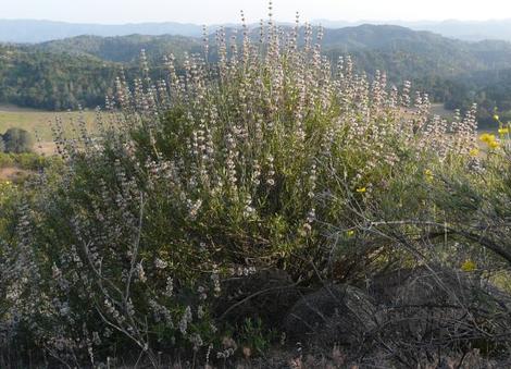 A twenty year old Salvia mellifera, Black sage - grid24_12