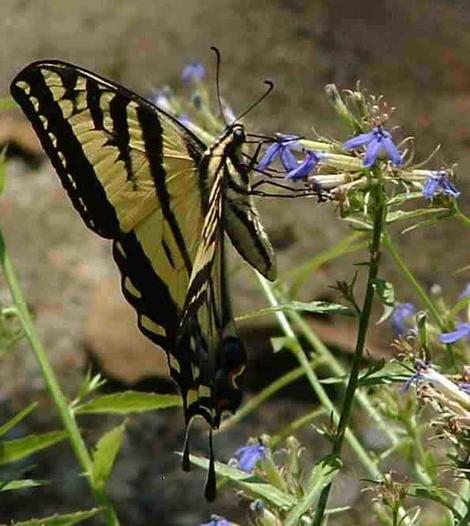  Western Tiger Swallowtail Butterfly,Papilio rutulus working flowers of  Lobelia dunnii - grid24_12