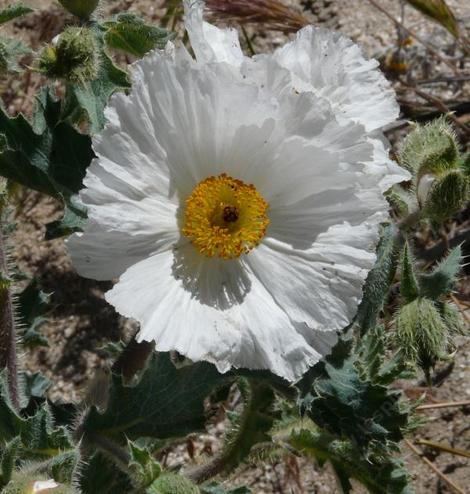 The flowers of an Argemone munita, Prickly Poppy, grows in disturbed soil, in the mountains, desert and chaparral edges of California.  - grid24_12