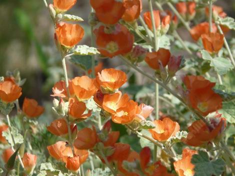 Sphaeralcea ambigua, Desert Mallow makes great flower. - grid24_12