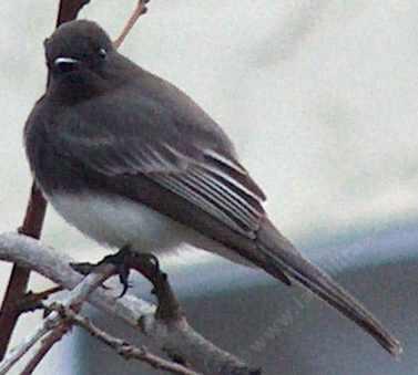 Black Phoebe watching the camera. - grid24_12