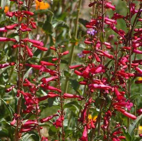 Desert Beardtongue (Penstemon pseudospectabilis) - grid24_12