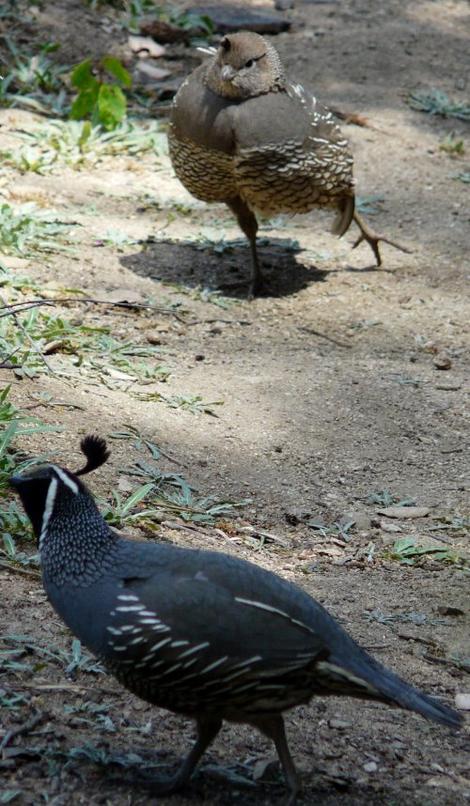 California quail, female strut - grid24_12