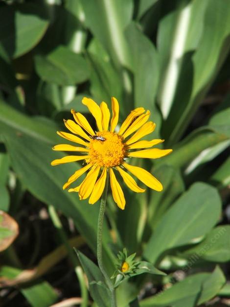 Helenium hoopesii, Owlsclaws, is a showy mountain perennial with large yellow flowers.  - grid24_12