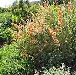 Desert Mallow going crazy in a San Luis Obispo garden. Adobe soil and no water. - grid24_12