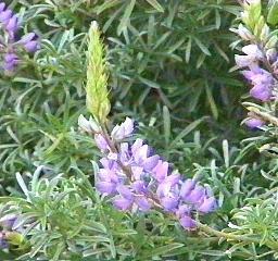 Dune lupine flowers - grid24_12