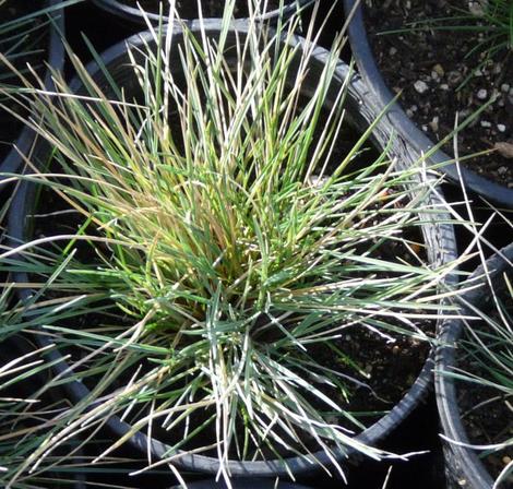 Poa fendleriana Mutton Grass - grid24_12