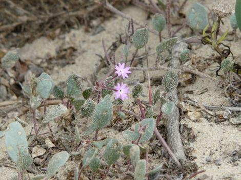 Abronia umbellata, Purple Sand Verbena  - grid24_12