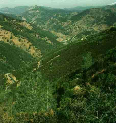 Chaparral or Brushlands  in the Sierras. - grid24_12