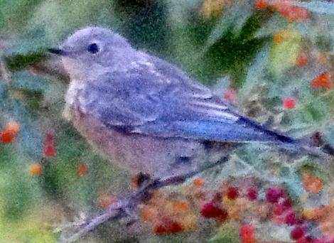 Western bluebirds are very showy birds with funny demeanors,  look cuddly, are camera shy, but aggressive against other birds. - grid24_12