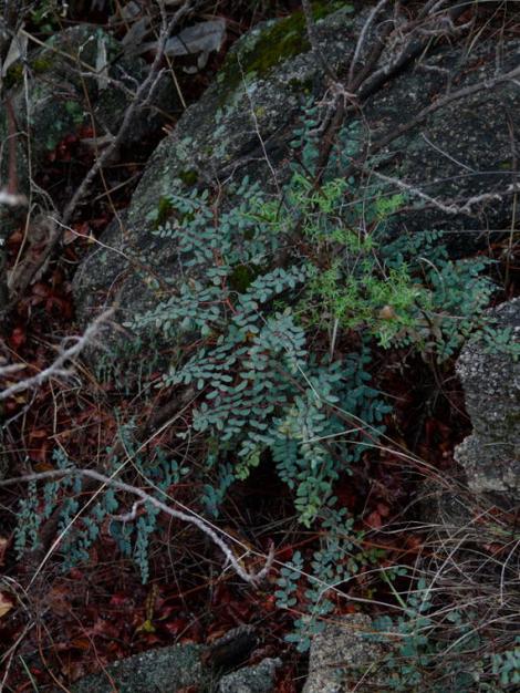 This  fern,  Pellaea andromedifolia, Coffee Fern, commonly grows near rocks. - grid24_12
