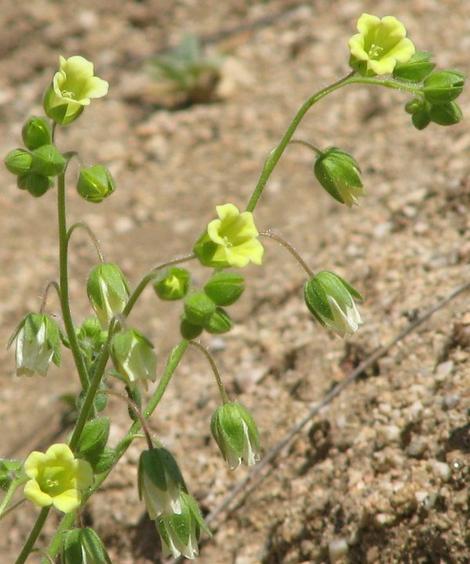 Emmenanthe penduliflora, Whispering Bells flowers - grid24_12