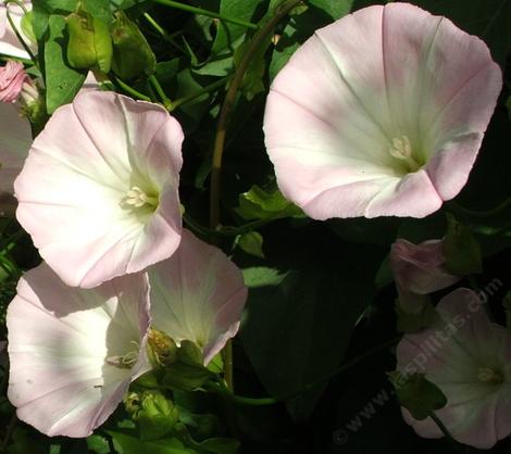 Calystegia macrostegia, California  Morning Glory - grid24_12