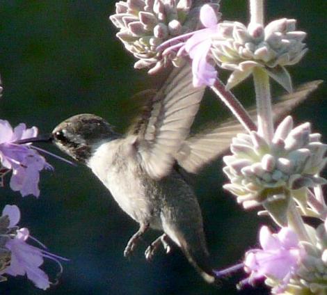 Salvia apianaXclevelandii Vicki  Romo with an Anna's Hummingbird - grid24_12