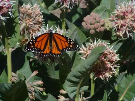 Monarch Butterfly, Danaus plexippus  on a Showy milkweed - grid24_12