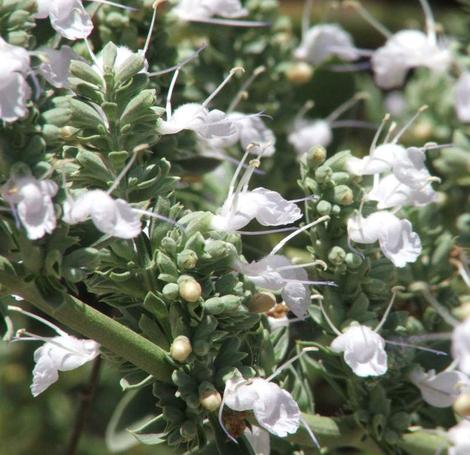 White Sage, Salvia apiana flowers. The bumblebees land on the landing pad, then crawl into the flower body. The hummingbirds work the corners of the flowers. - grid24_12