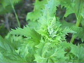 Chenopodium californicum, Indian lettuce flower bud - grid24_12