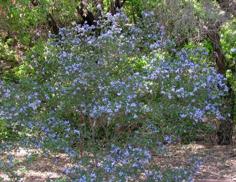 This is a 20 year old Ceanothus Frosty blue with no water in moderate shade. - grid24_12