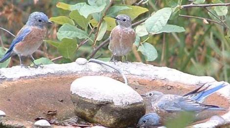 Western Bluebirds at the birdbath - grid24_12