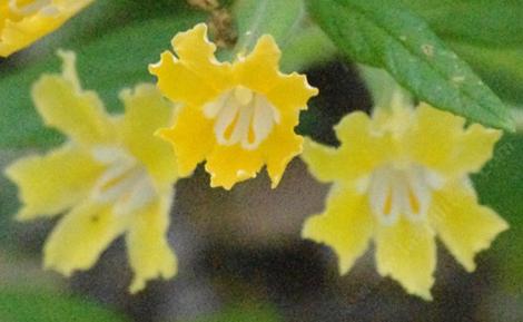 This Monkey flower was found in Topanga Canyon, West Los Angeles. The form should be a excellent monkey flower for most of coastal California, and it has done fine inland. - grid24_12