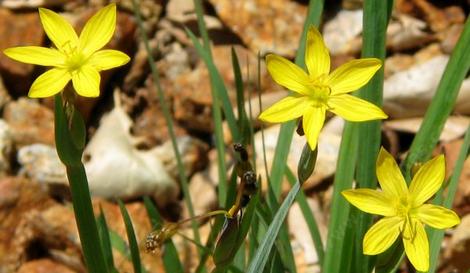 Sisyrinchium californicum, Yellow-eyed Grass has 1 inch yellow flowers. - grid24_12