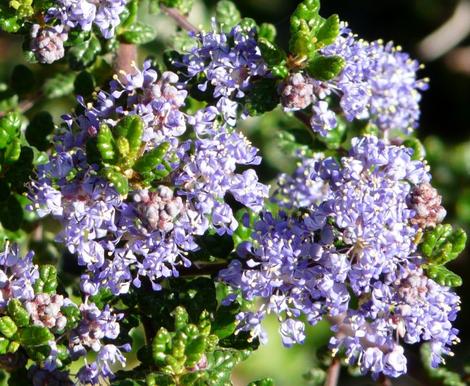 Ceanothus impressus impressus fragrant flowers - grid24_12