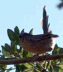 Wrentit telling off the camera - grid24_12