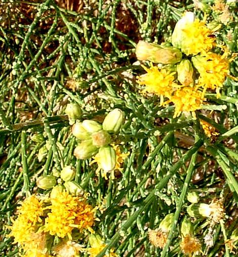 Lepidospartum squamatum, Scale Broom, is a strange-looking plant that attracts insect pollinators, and controls erosion here in its seasonal creek habitat.  - grid24_12