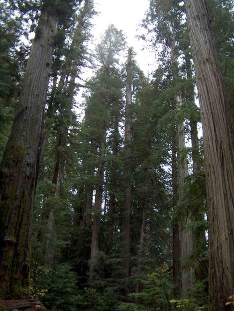 California coastal redwood forest copyrighted photo - grid24_12