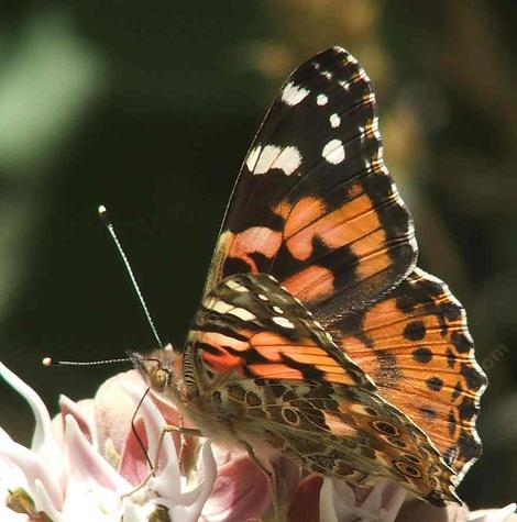 American Painted Lady Butterfly, Vanessa virginiensis on Milkweed - grid24_12