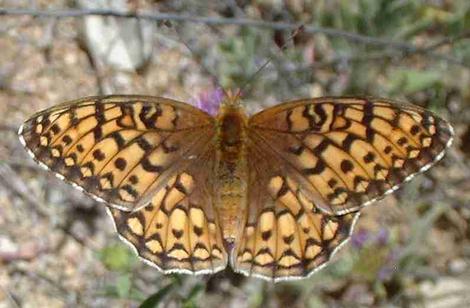 Callippe Fritillary Butterfly on a Monardella flower. - grid24_12