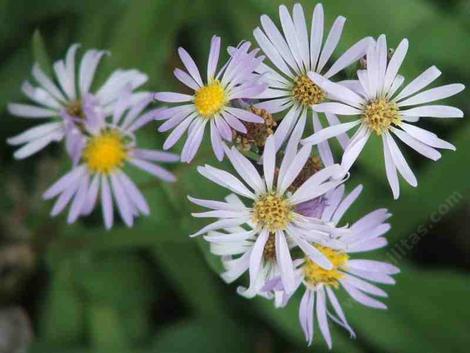 Symphyotrichum ascendens, Western aster, is a plant of the mountains, but grows well at lower elevations also.