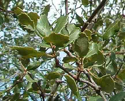 Scrub oak leaves - grid24_12