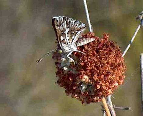 Apodemia mormo virgulti; Behr's Metalmark  on a buckwheat - grid24_12