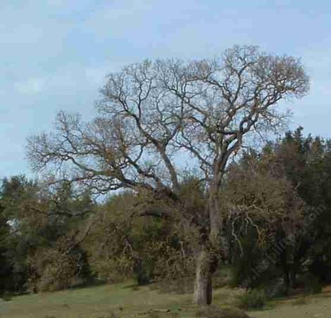 A deciduous Quercus lobata, White Oak - grid24_12
