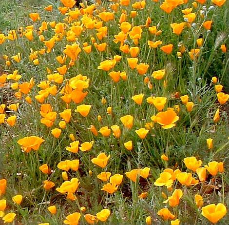 California Poppies are covering a slope in in Central California. Plant a poppy into a native garden and you can make it come alive with small wildlife. - grid24_12
