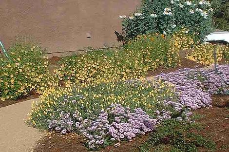 Wayne Roderick form of the  Seaside Daisy plant with monkey flowers as a little ground cover. A plant of Matilija Poppy is in the corner. - grid24_12