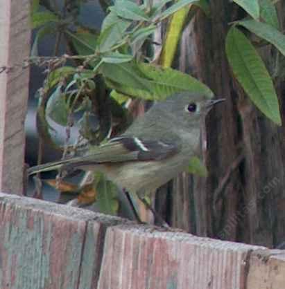 a Ruby Crowned Kinglet perched on fence - grid24_12