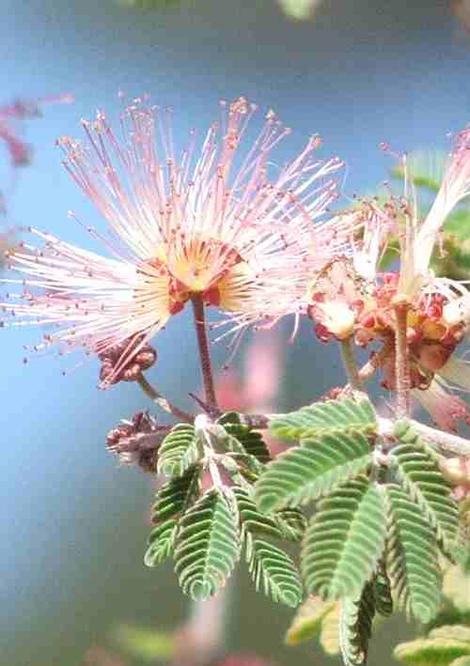 Calliandra eriophylla, Fairy Duster pink flowers. - grid24_12