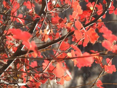 Rhus trilobata, Squaw Bush Sumac with the fall color of red. - grid24_12