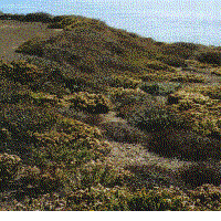 A coastal bluff after it was planted back. We did this in the late 1980's - grid24_12