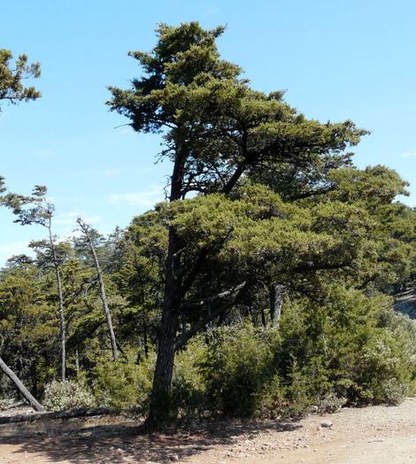 A Cupressus sargentii,  Sargent Cypress tree on top of Cuesta  Ridge north of San Luis Obispo - grid24_12