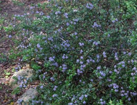 Ceanothus Mills Glory as groundcover - grid24_12