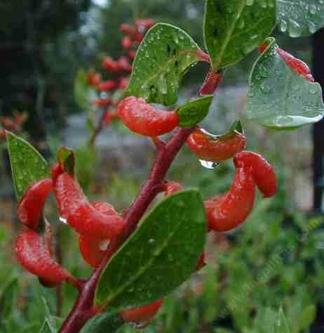Red leaf gall of manzanitas (Arctostaphylos) has an aphid in them. - grid24_12