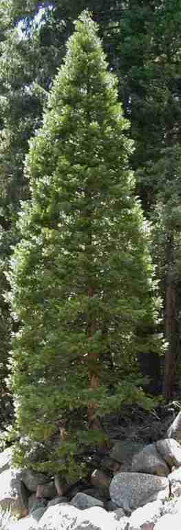 Here in the Yellow Pine Forest, Libocedrus decurrens, Incense Cedar, grows in swales and moister spots, and looks like a traditional Christmas tree. - grid24_12