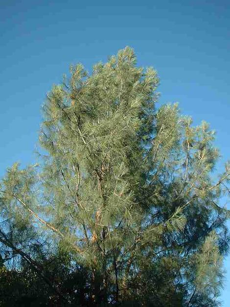 Pinus sabiniana,  Digger Pine, aka gray pine - grid24_12