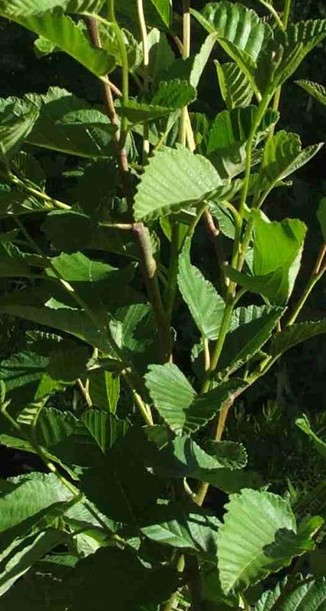 Alnus rubra, Red Alder, is a great plant for erosion control, and fixes nitrogen. - grid24_12