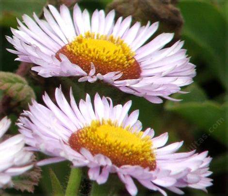 Erigeron glaucus, Seaside Daisy side view - grid24_12