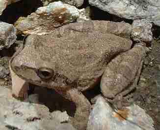 Pseudacris sierra - Sierran Treefrog in his dirt camouflage (or Pacific treefrog, Hyla regilla, or Pseudacris regilla, Pacific Chorus Frog) - grid24_12